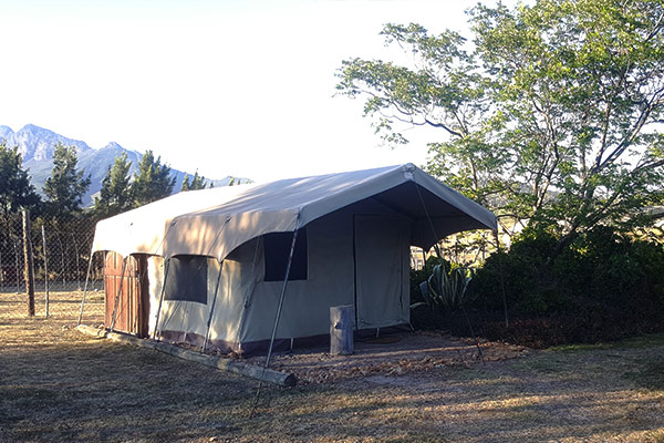 Lion-camping