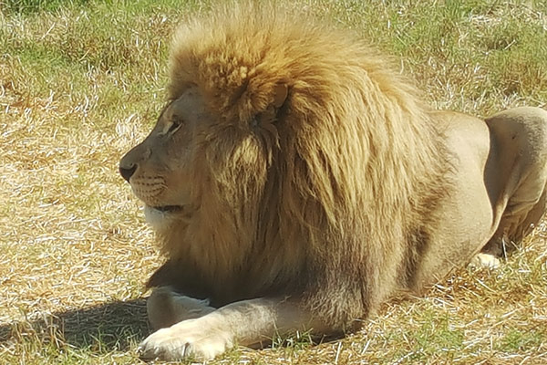 big-cats