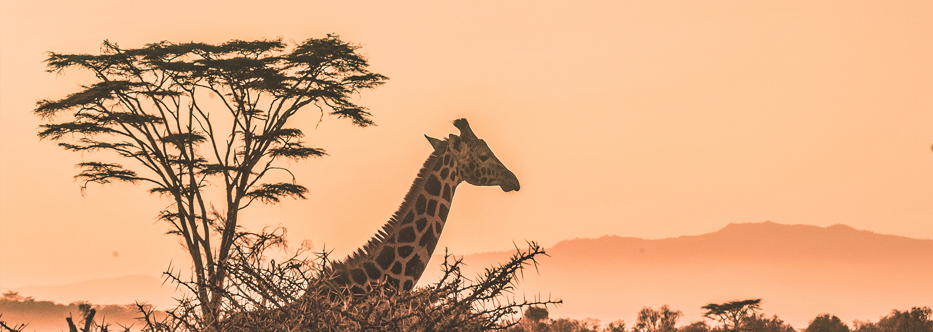 fuldayheader
