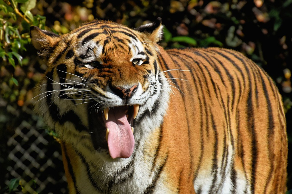 tiger-4430130_1280